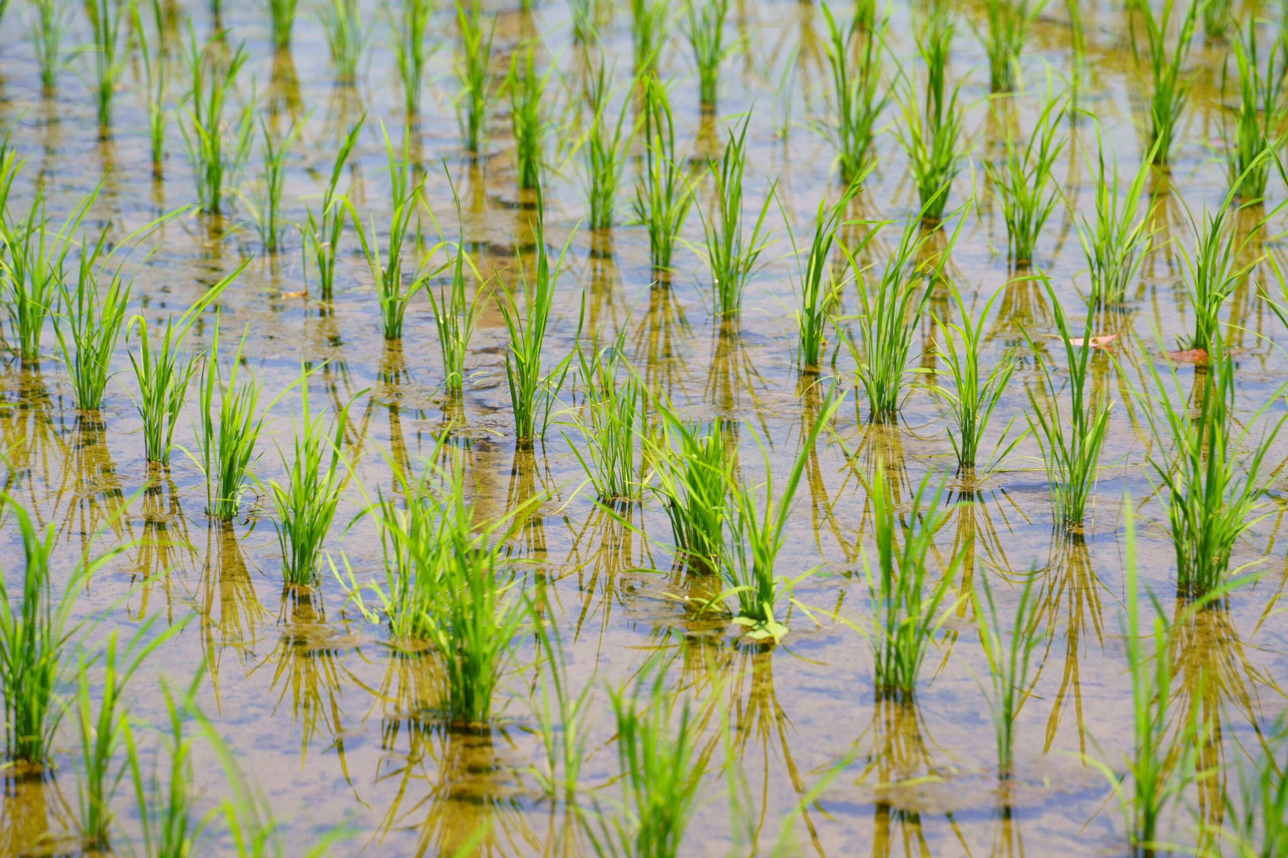 この土地の答え