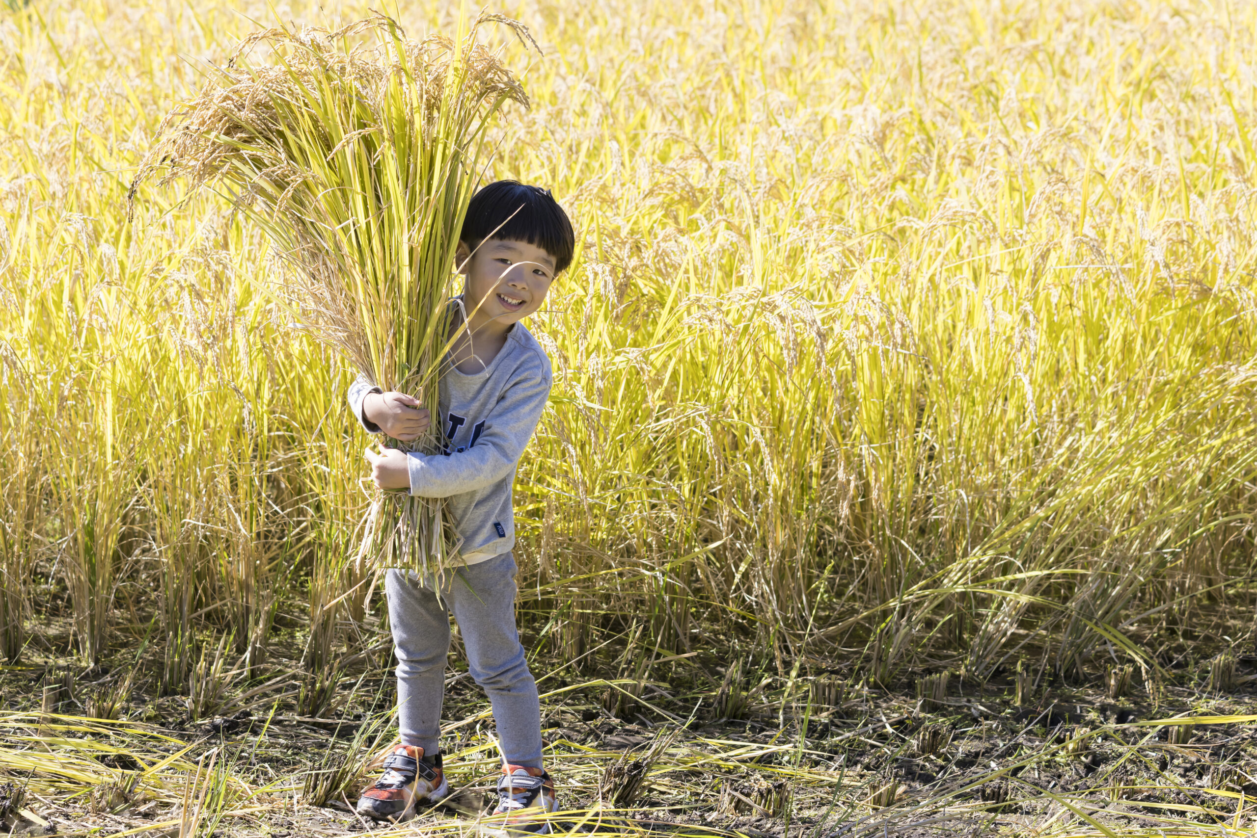 田んぼを見に来ませんか