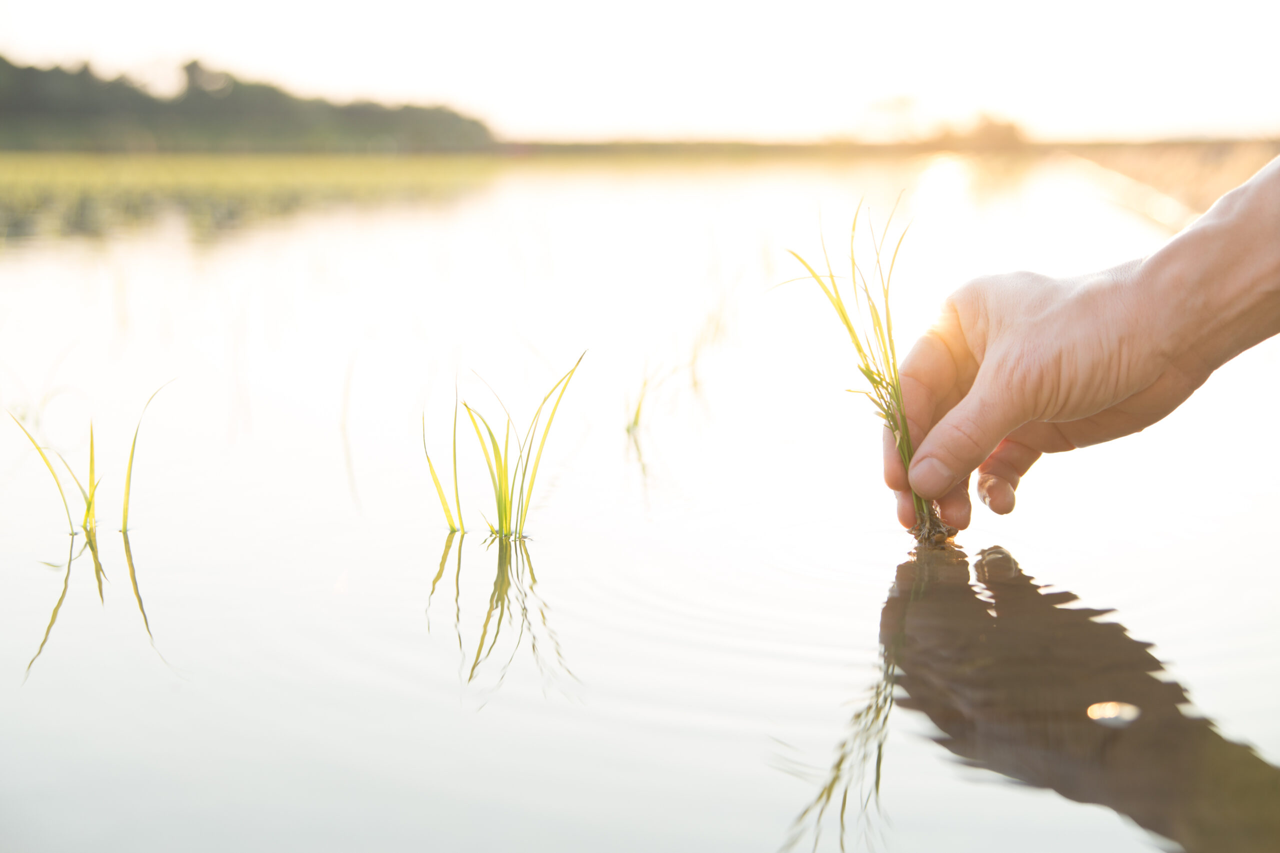 お米の力を引き出す